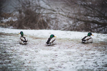 Ducks - Kostenloses image #343275